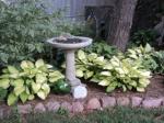 Dogwood, Hostas & birdbath