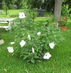 White Dinner Plate Hibiscus