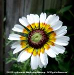 Tricolor Daisy