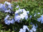 Cape Leadwort