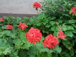 Geranium