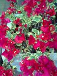 bougainvillea