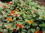 red-yellow lantana, two colored leaves