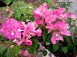 bougainvillea