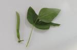 Leaves and beans are very small. A quarter would almost cover leaf.