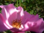 flower from a climbing rose