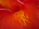 cannas close-up