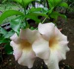 Allamanda violacea cream