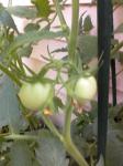 First Maters (7-9-12)