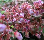 starfruit flowers