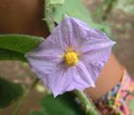 Thai eggplant flower