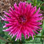 Dinner Plate Dahlia, Purple Gem