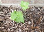 delphinium seedling