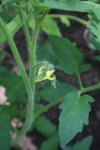 Tomato Flower