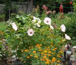 White hibiscus