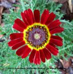 Tri Color Daisy