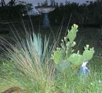 Cactus,yucca,wild grass