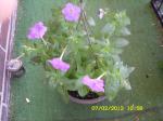 Petunias from NE Texas