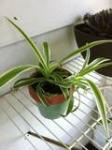 Spider plant