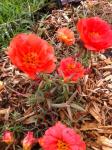 Portulaca