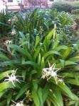 Spider lilies