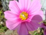 bee in flower