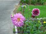 Dahlias - 05-17-09