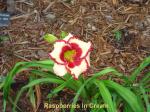 Raspberries In Cream Daylily - May 2009