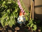 Mr Gnome in the hosta & Foxglove