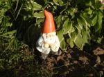 The gnome & My favorite hosta