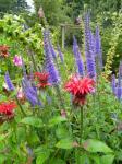 bee balm and speedwell