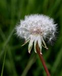 Dandelion Clock
