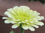 Zinnia