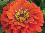 Zinnia