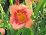 Daylily