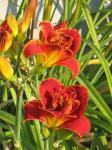 Daylily