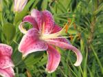 Stargazer lily