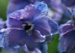 Delphinium