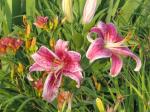 Stargazer lily