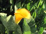 Calla  Lily