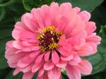 Zinnia