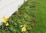 Day Lilies and Crocosmias