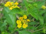 Lantana Gold