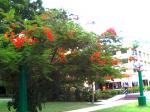 Gulmohar 1