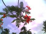 Gulmohar 2