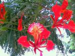 Gulmohar 4