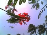 Gulmohar 5