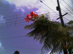 Gulmohar 6