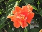 Hibiscus bloom