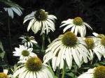 Coneflowers